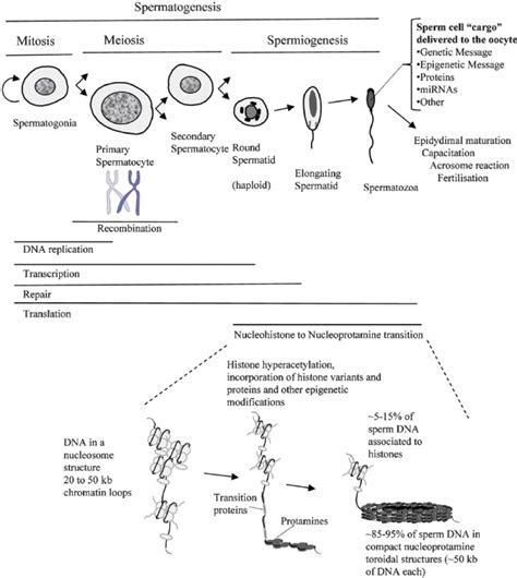 sperm prada|Sperm chromatin condensation and single.